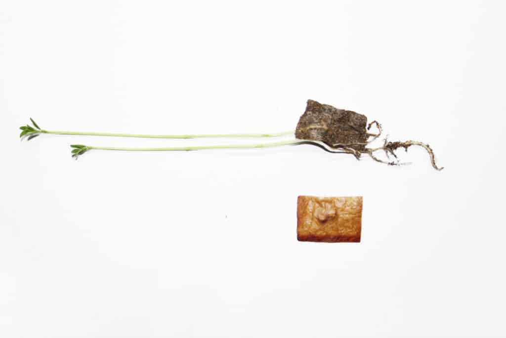 ROOT: BACTERIAL BIOCELLULOSE APPLIED TO REGENERATIVE MODELS FOR ECOLOGICAL RESTORATION AND FOOD SOVEREIGNTY.
